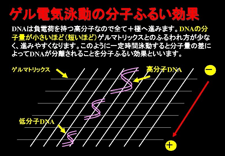 ゲル電気泳動の分子ふるい効果 DNAは負電荷を持つ高分子なので全て＋極へ進みます。DNAの分 子量が小さいほど（短いほど）ゲルマトリックスとのふるわれ方が少な く、進みやすくなります。このように一定時間泳動すると分子量の差に よってDNAが分離されることを分子ふるい効果といいます。 ゲルマトリックス 高分子DNA 低分子DNA ＋ － 