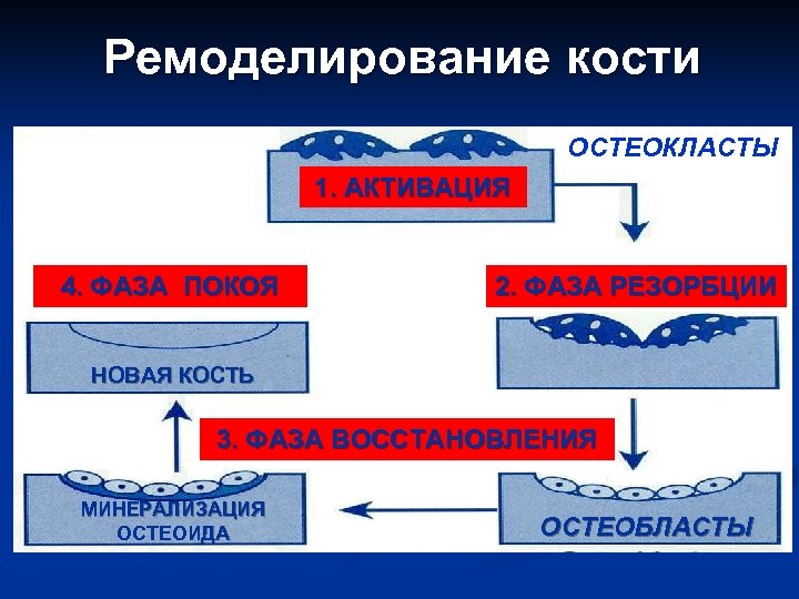 Ремоделирование кости ОСТЕОКЛАСТЫ 1. АКТИВАЦИЯ 4. ФАЗА ПОКОЯ 2. ФАЗА РЕЗОРБЦИИ НОВАЯ КОСТЬ 3.