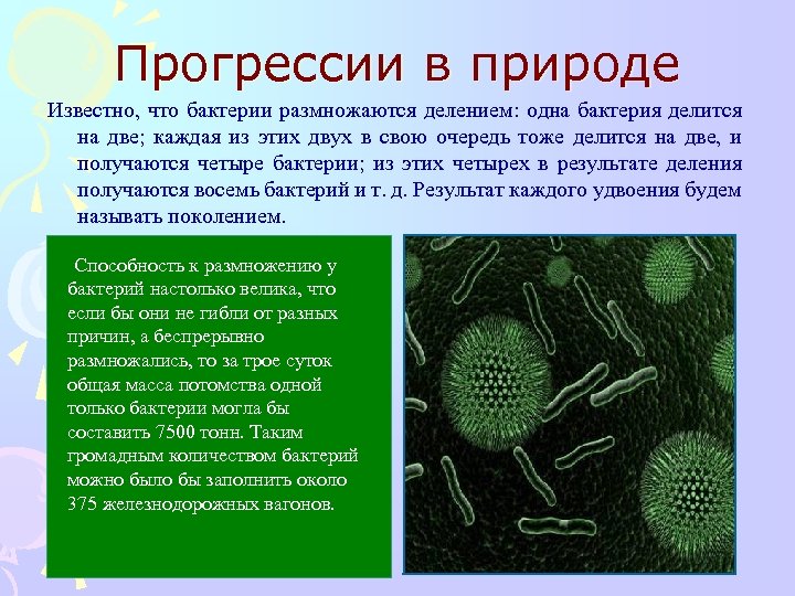 Прогрессии в природе Известно, что бактерии размножаются делением: одна бактерия делится на две; каждая