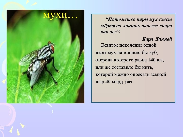 мухи… “Потомство пары мух съест мёртвую лошадь также скоро как лев”. Карл Линней Девятое