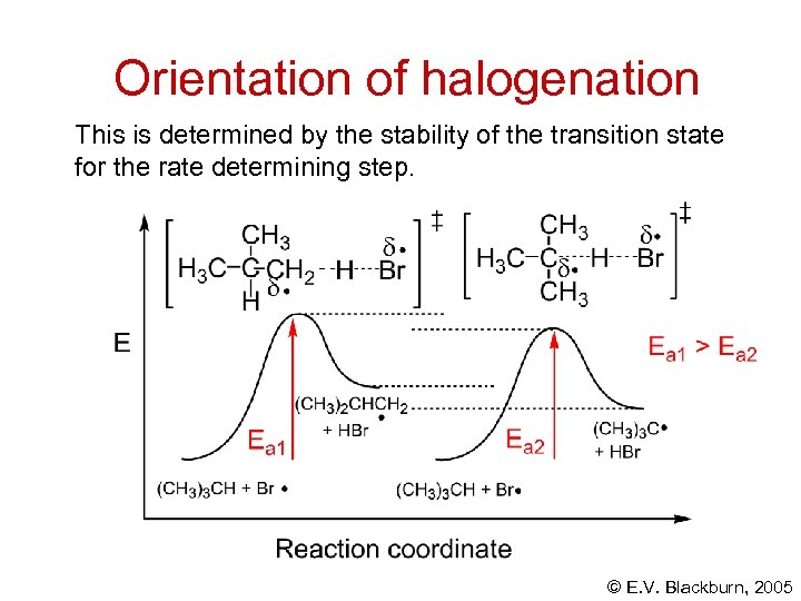 Orientation of halogenation This is determined by the stability of the transition state for