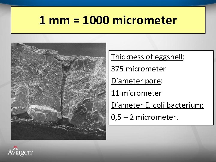 1 mm = 1000 micrometer Thickness of eggshell: 375 micrometer Diameter pore: 11 micrometer
