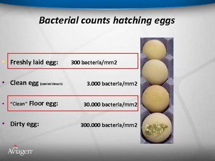Bacterial counts hatching eggs • Freshly laid egg: • Clean egg (cooled down): •