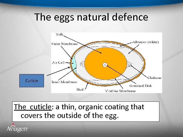 The eggs natural defence Cuticle The cuticle: a thin, organic coating that covers the