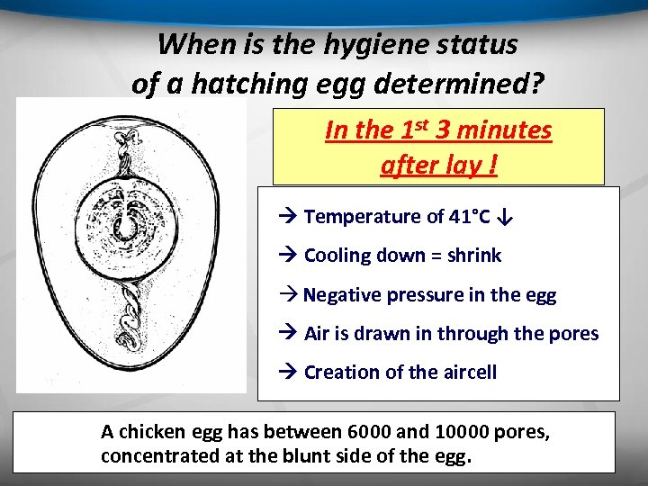 When is the hygiene status of a hatching egg determined? In the 1 st