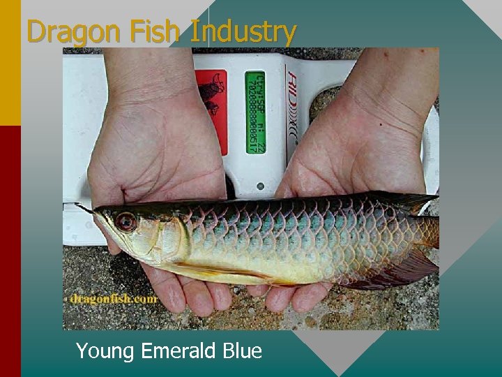 Dragon Fish Industry Young Emerald Blue 