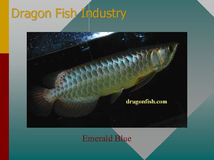 Dragon Fish Industry Emerald Blue 