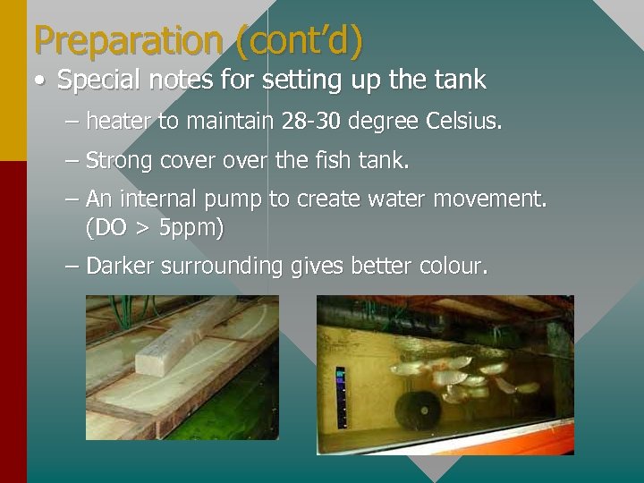 Preparation (cont’d) • Special notes for setting up the tank – heater to maintain