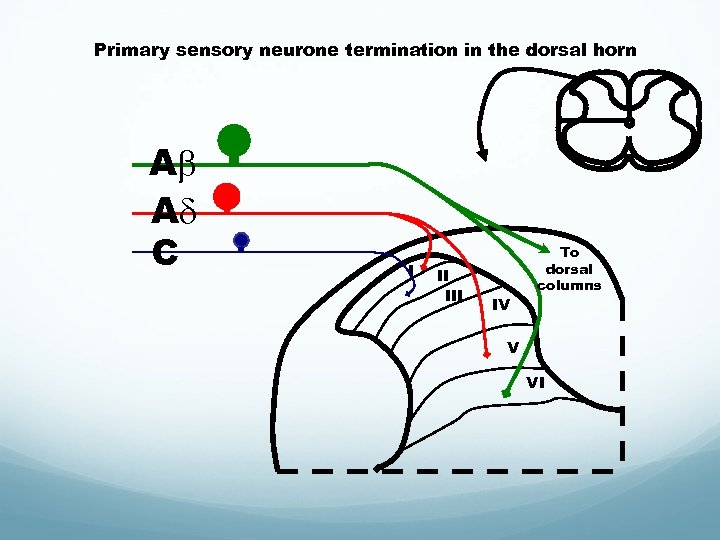 Primary sensory neurone termination in the dorsal horn A A C I II IV