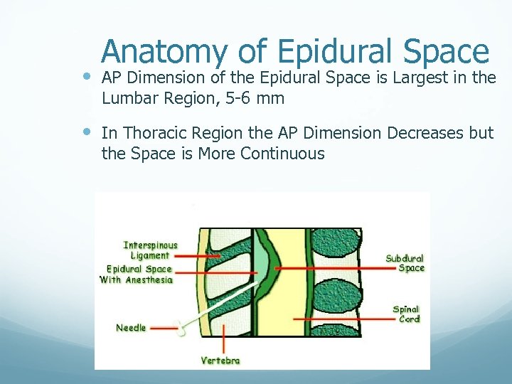 Anatomy of Epidural Space AP Dimension of the Epidural Space is Largest in the