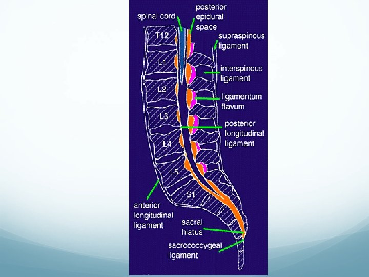  MIDLINE SAGITTAL VIEW OF THE LUMBAR SPINE 