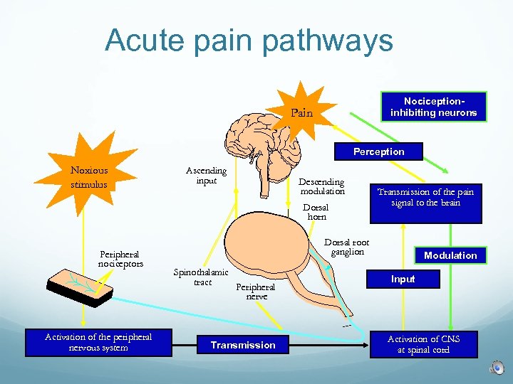 Acute pain pathways Nociceptioninhibiting neurons Pain Perception Noxious stimulus Ascending input Descending modulation Dorsal