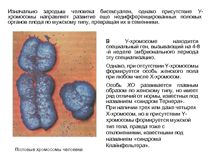 Изначально зародыш человека бисексуален, однако присутствие Ухромосомы направляет развитие еще недифференцированных половых органов плода