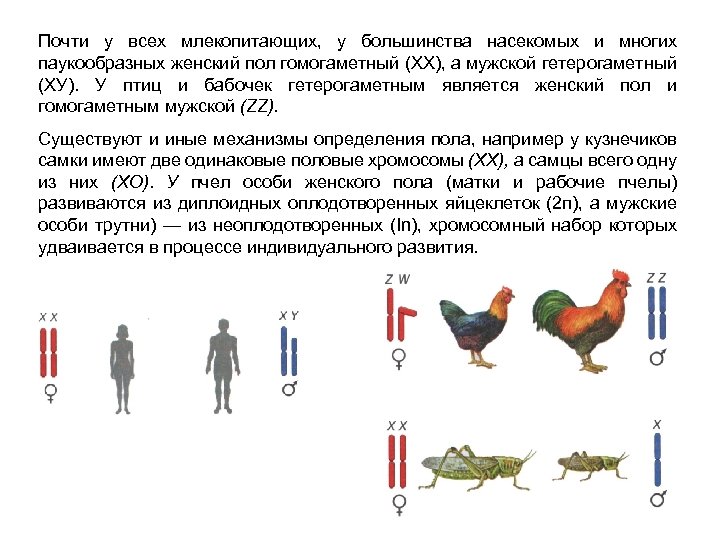 Способ изображения гомогаметного пола