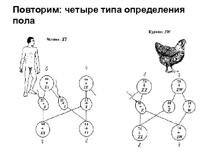 Повторим: четыре типа определения пола 