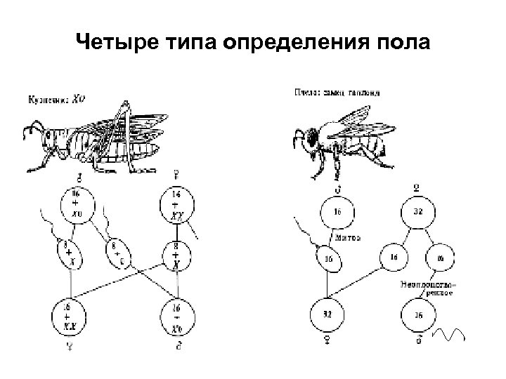 Четыре типа определения пола 