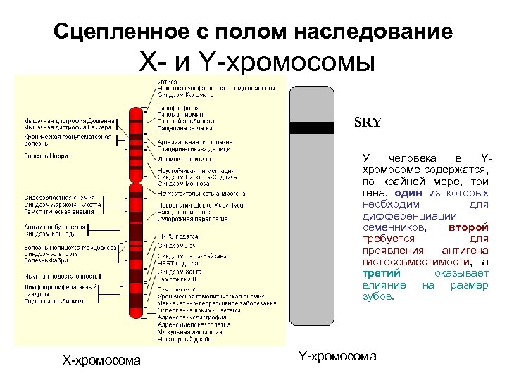 Сцепленное с полом наследование X- и Y-хромосомы SRY У человека в Yхромосоме содержатся, по