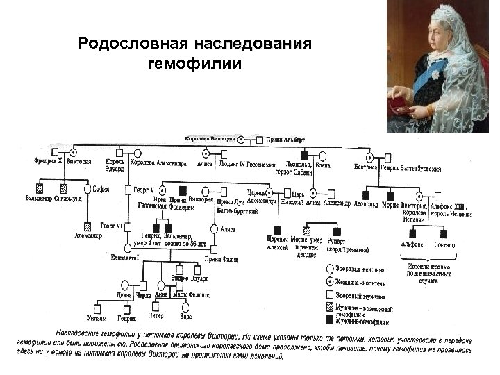 Родословная наследования гемофилии 