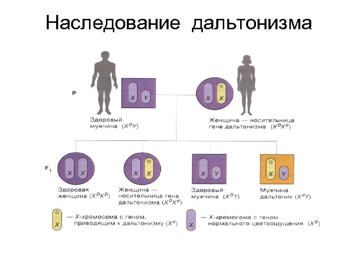 Наследование дальтонизма 