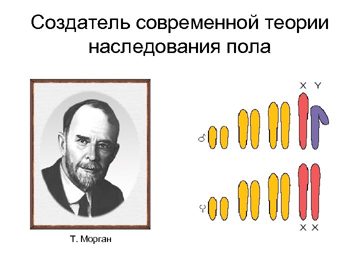 Создатель современной теории наследования пола Т. Морган 