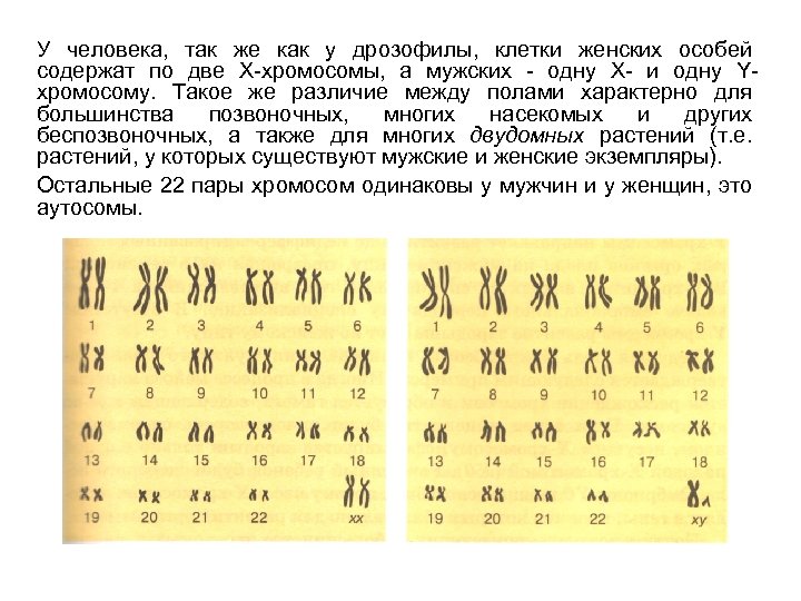 У человека, так же как у дрозофилы, клетки женских особей содержат по две Х-хромосомы,