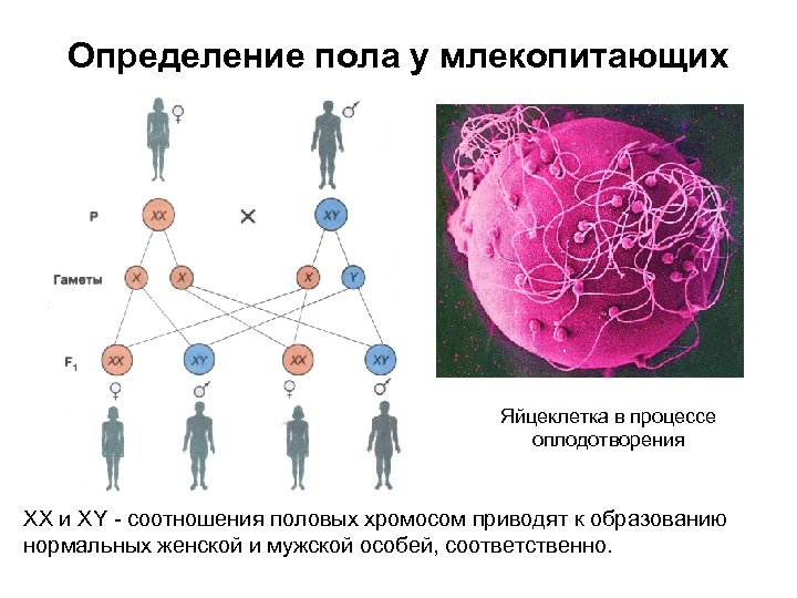 Определение пола у млекопитающих Яйцеклетка в процессе оплодотворения ХХ и ХY - соотношения половых