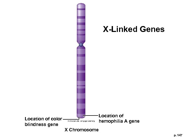 X-Linked Genes Location of hemophilia A gene Location of color blindness gene X Chromosome