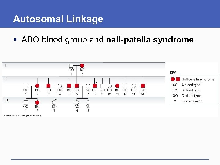 Autosomal Linkage § ABO blood group and nail-patella syndrome 