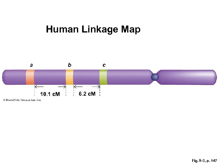 Human Linkage Map a b 10. 1 c. M c 6. 2 c. M