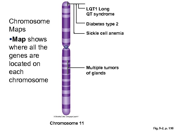 LQT 1 Long QT syndrome Chromosome Maps §Map shows where all the genes are