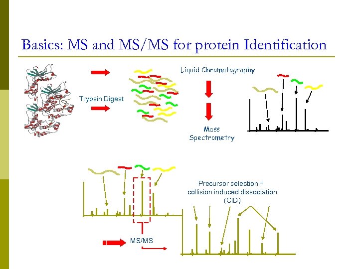 Basics: MS and MS/MS for protein Identification Liquid Chromatography Trypsin Digest Mass Spectrometry Precursor