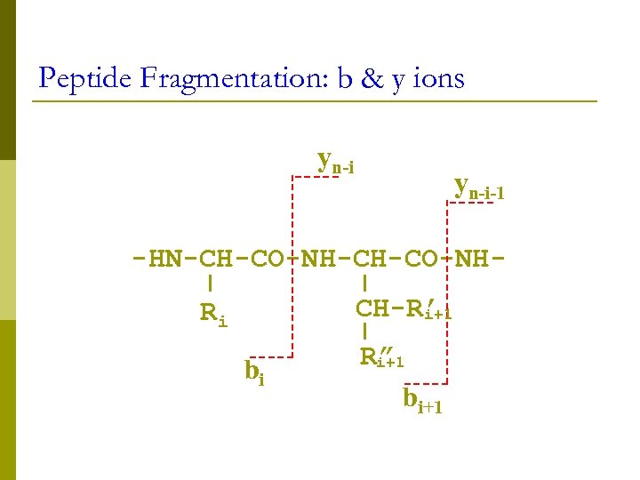 Peptide Fragmentation: b & y ions yn-i-1 -HN-CH-CO-NHCH-R’ i+1 Ri bi R” i+1 bi+1