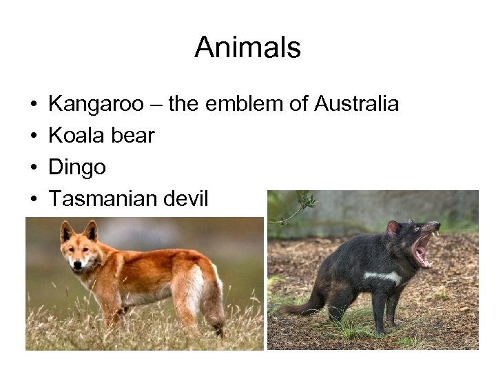 Animals • • Kangaroo – the emblem of Australia Koala bear Dingo Tasmanian devil