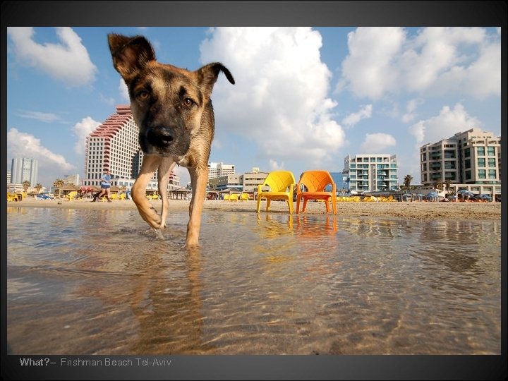 What? – Frishman Beach Tel-Aviv 