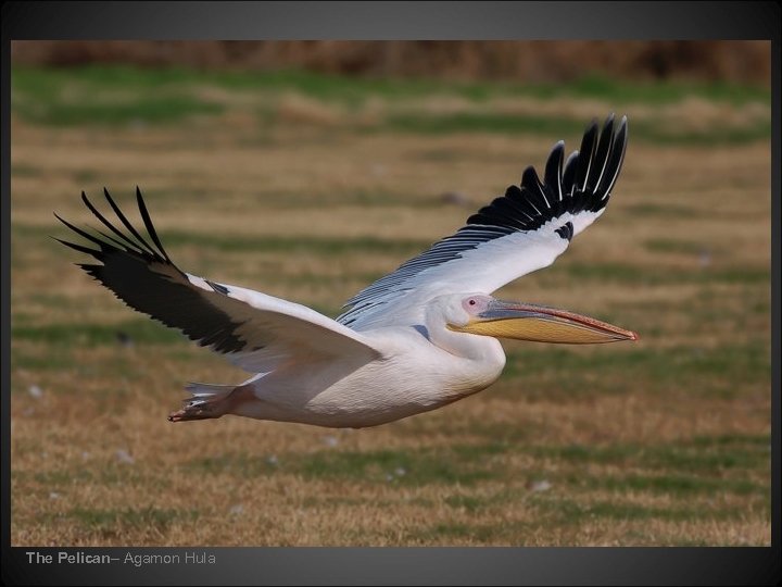 The Pelican– Agamon Hula 