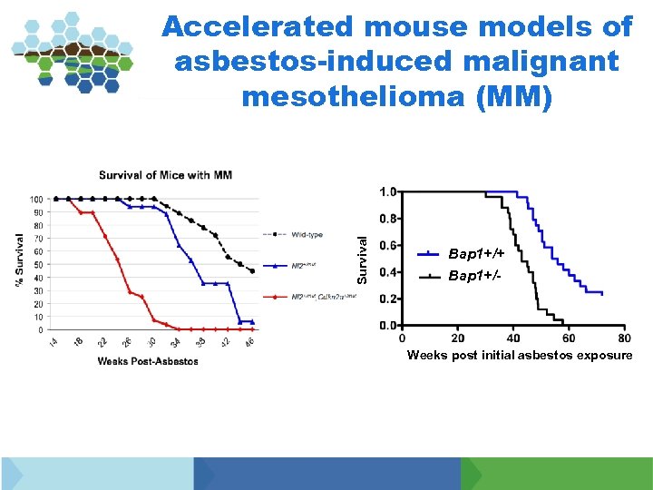 Survival Accelerated mouse models of asbestos-induced malignant mesothelioma (MM) Bap 1+/+ Bap 1+/- Weeks