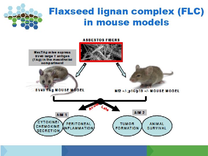 Flaxseed lignan complex (FLC) in mouse models 