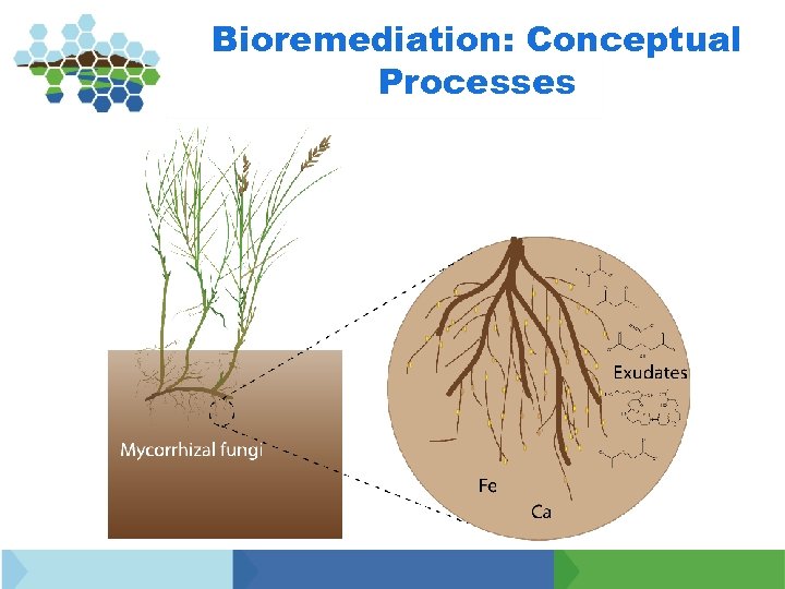 Bioremediation: Conceptual Processes 