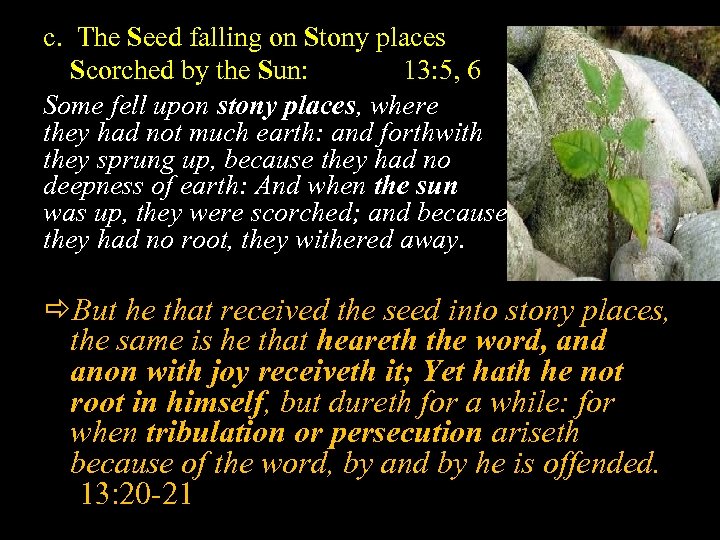 c. The Seed falling on Stony places Scorched by the Sun: 13: 5, 6