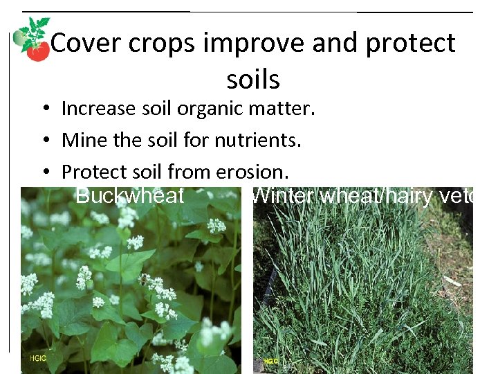 Cover crops improve and protect soils • Increase soil organic matter. • Mine the