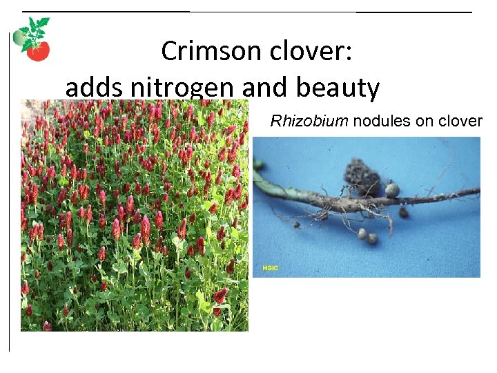 Crimson clover: adds nitrogen and beauty Rhizobium nodules on clover • Plant spring/summer –
