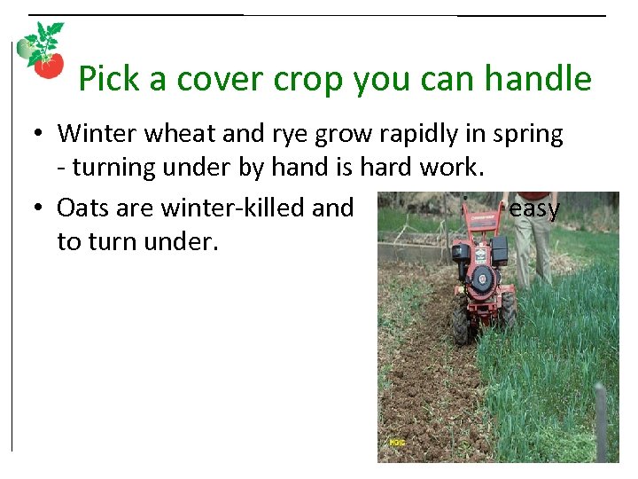 Pick a cover crop you can handle • Winter wheat and rye grow rapidly