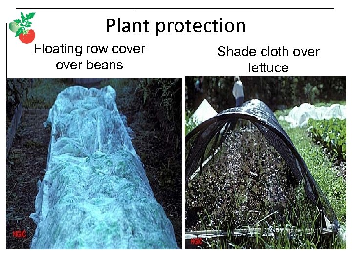 Plant protection Floating row cover beans Shade cloth over lettuce 