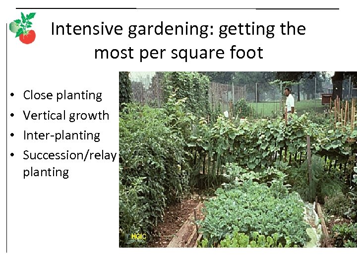 Intensive gardening: getting the most per square foot • • Close planting Vertical growth