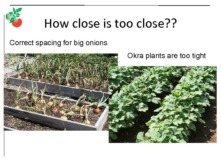 How close is too close? ? Correct spacing for big onions Okra plants are