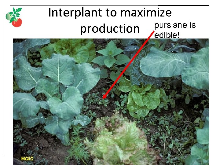 Interplant to maximize purslane is production edible! 