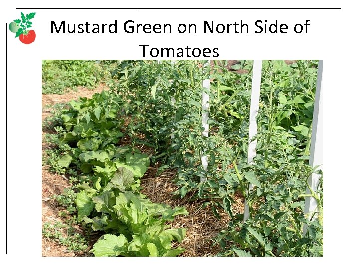 Mustard Green on North Side of Tomatoes 
