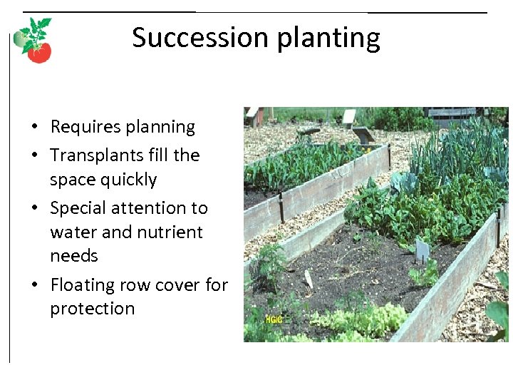 Succession planting • Requires planning • Transplants fill the space quickly • Special attention