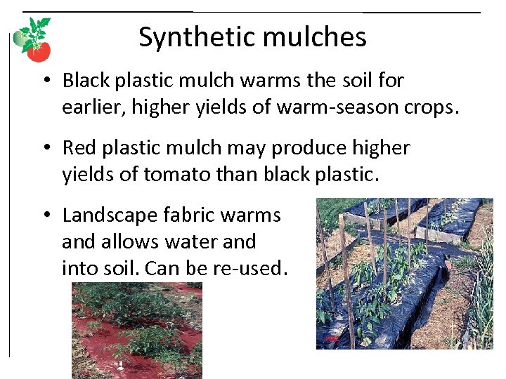 Synthetic mulches • Black plastic mulch warms the soil for earlier, higher yields of