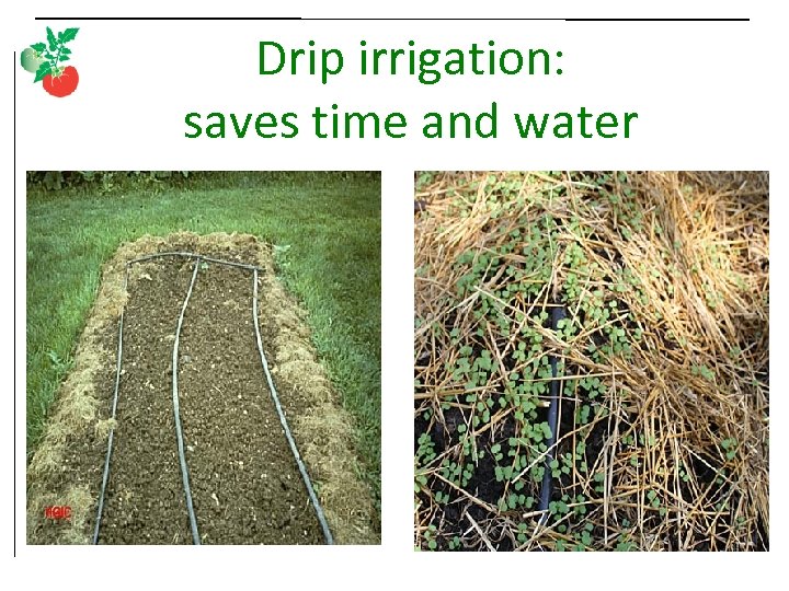 Drip irrigation: saves time and water 